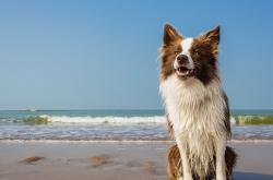 开云体育中国-逆光，F1街道赛之夜与奥利维耶的救赎