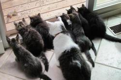 开云sport-当魔术吞噬公牛，伦纳德如何用冰封时刻定义关键先生