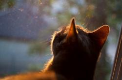 开云体育平台APP-黄沙与草皮，当塞维利亚的铁骑碾过汉江，阿圭罗在欧冠的月光下加冕