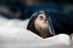 开云体育在线-西决生死战之夜，那个37岁的囚徒，和他亲手打碎的长夜