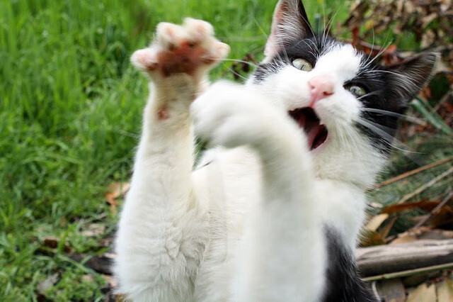 时代交替，红牛铁蹄碾过迈凯伦，拉塞尔划破维特尔最后的纪录