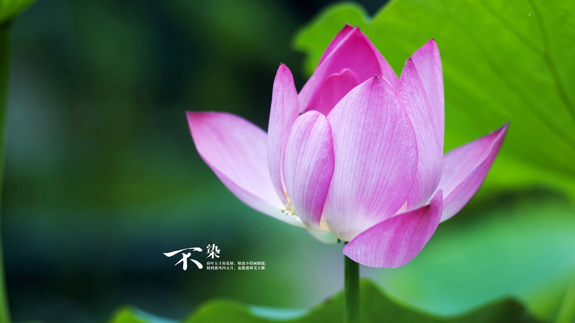 热带风暴席卷北欧堡垒,石宇奇挂帅,印尼军团颠覆羽坛旧秩序