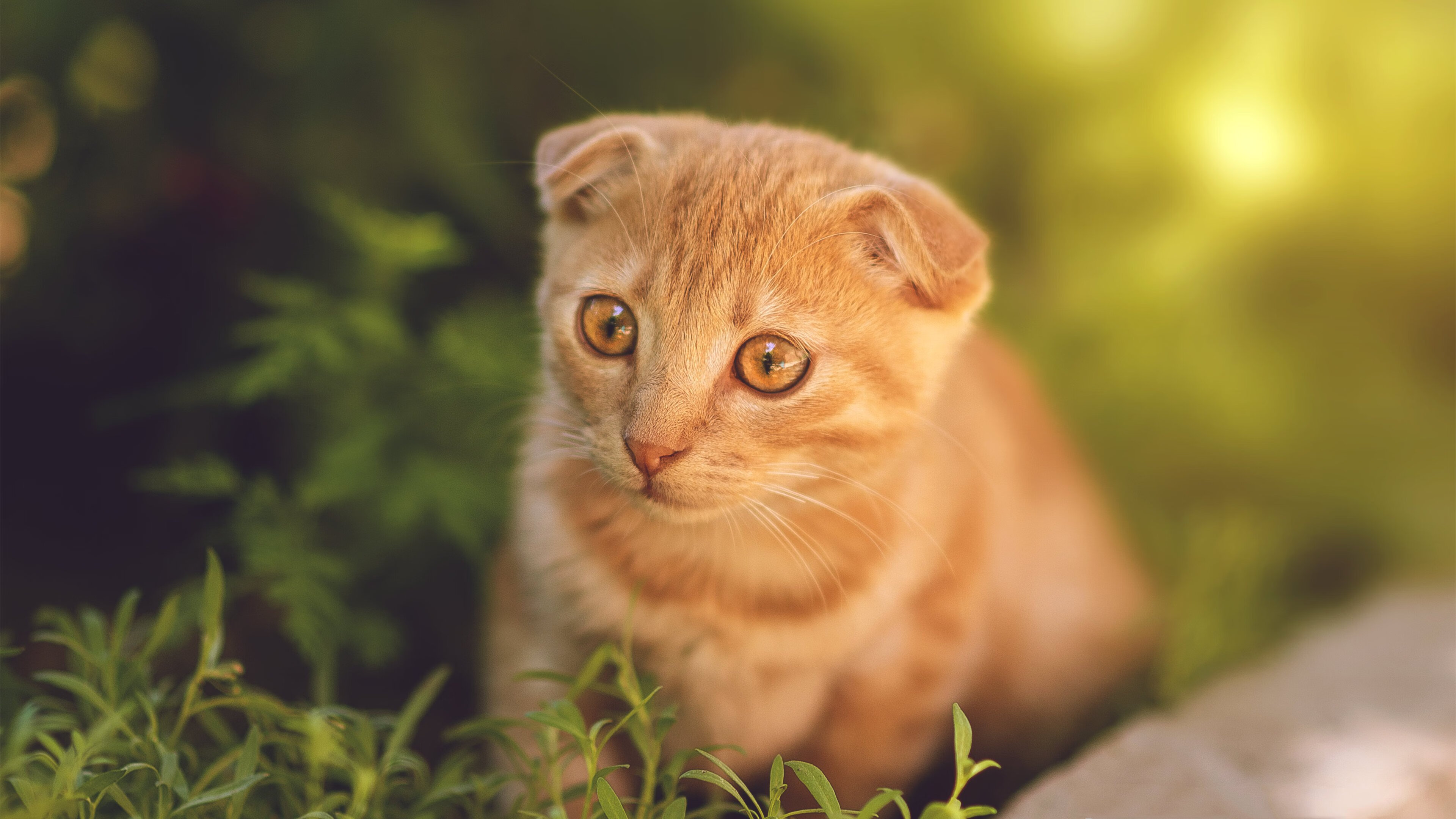 绿茵场的双重奏，集体节奏与个人火焰的辩证