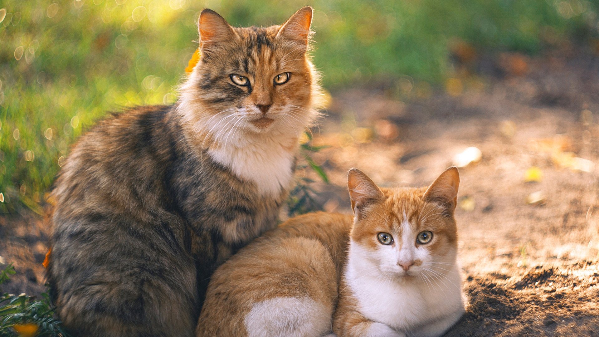 铁血刺穿桑巴,奥利维耶的爆发与马竞的巴西征服