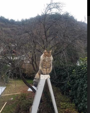 巴黎之殇，失意弃将掀翻贵族战舰，奥亚尔萨瓦尔的血色证明