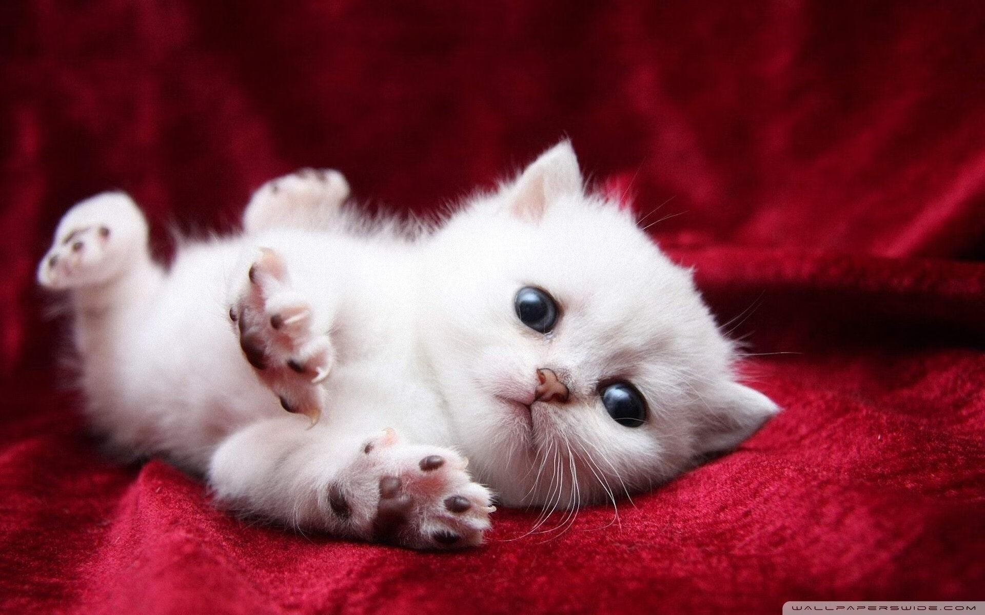 降维打击!苏亚雷斯的天外飞仙令卡塔尔防线彻底无解