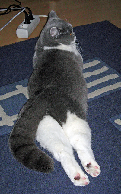 德罗赞冷血撕破防线，火箭攻防一体击溃浙江