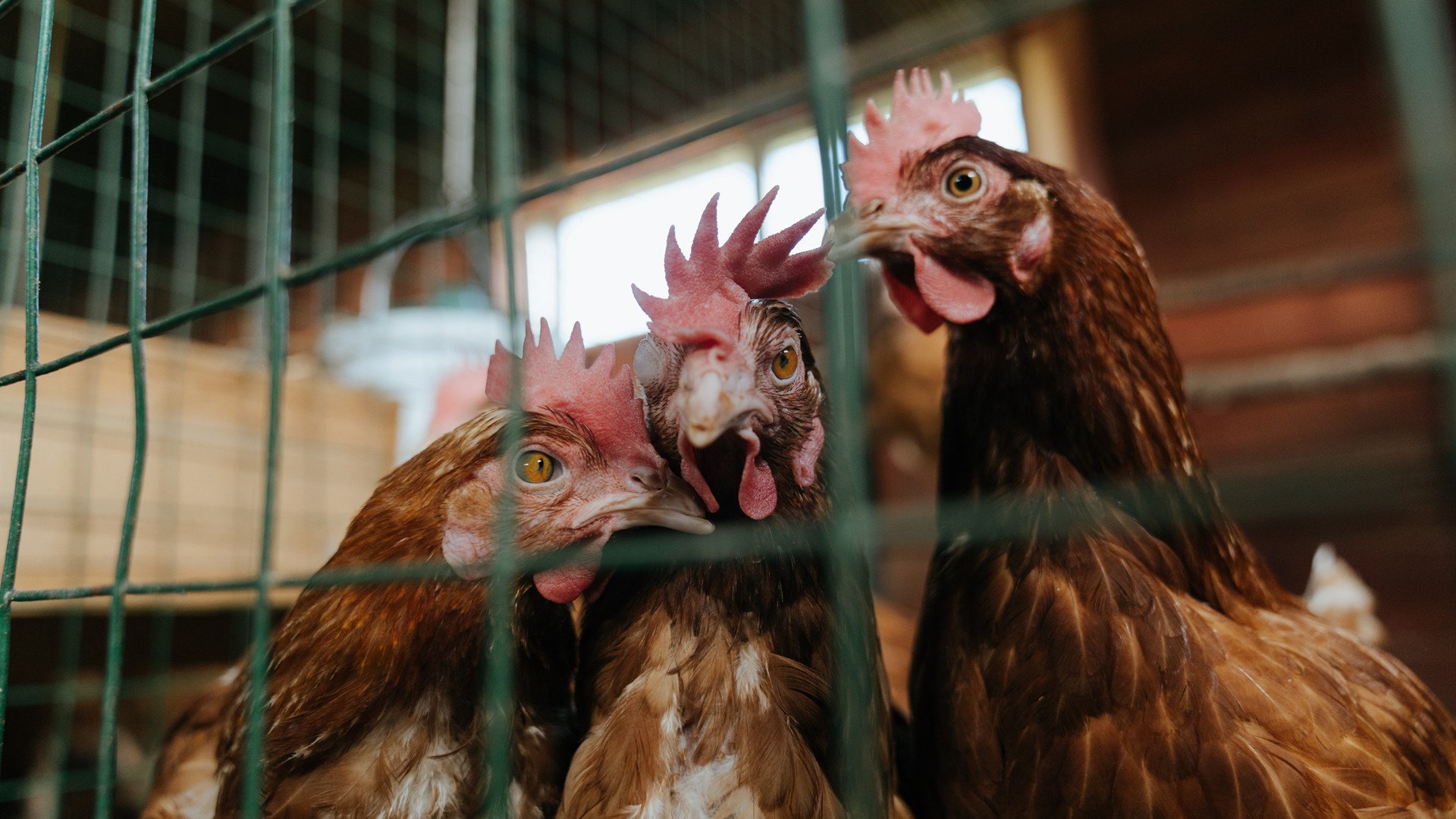 掘金高原起烽火,侠客剑锋破金甲—当全面压制遇见绝对节奏