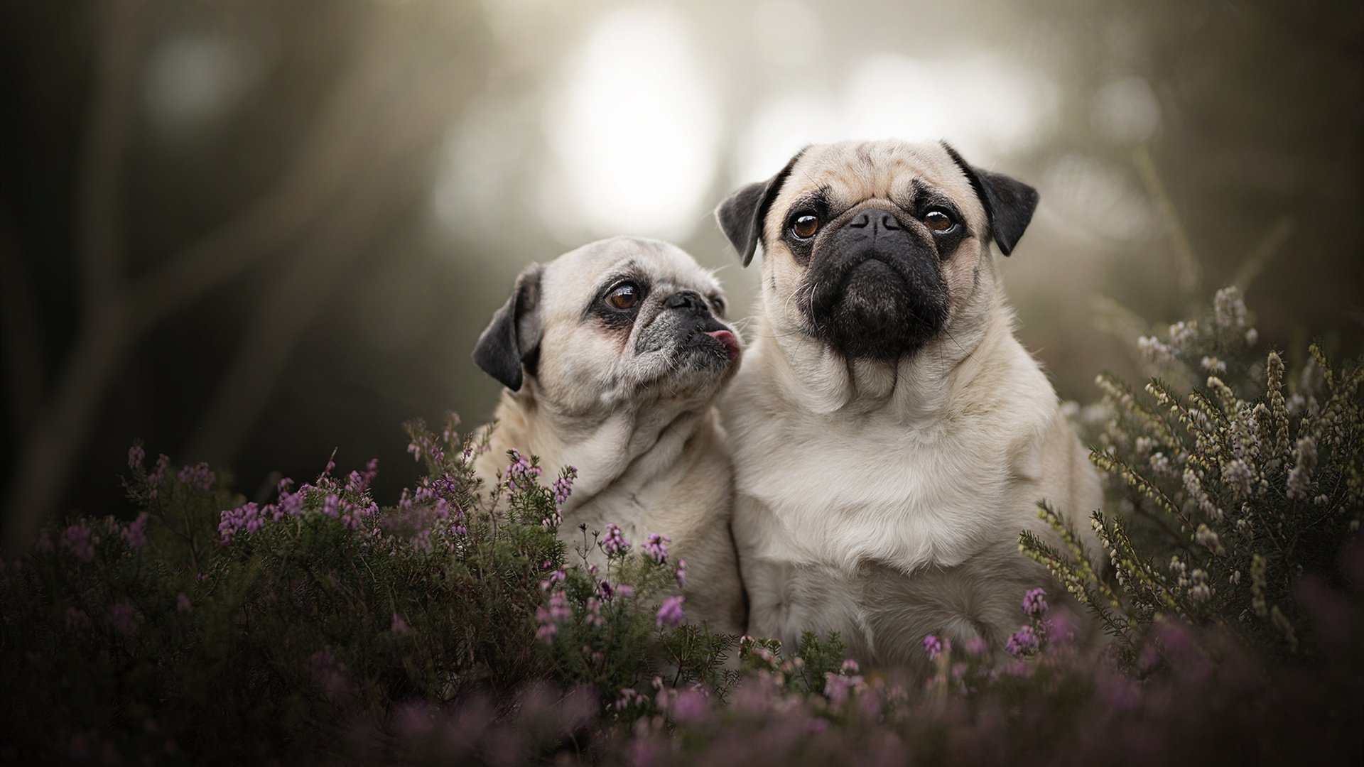 关键时刻的救世主，迪亚斯引领冰岛淘汰卡塔尔