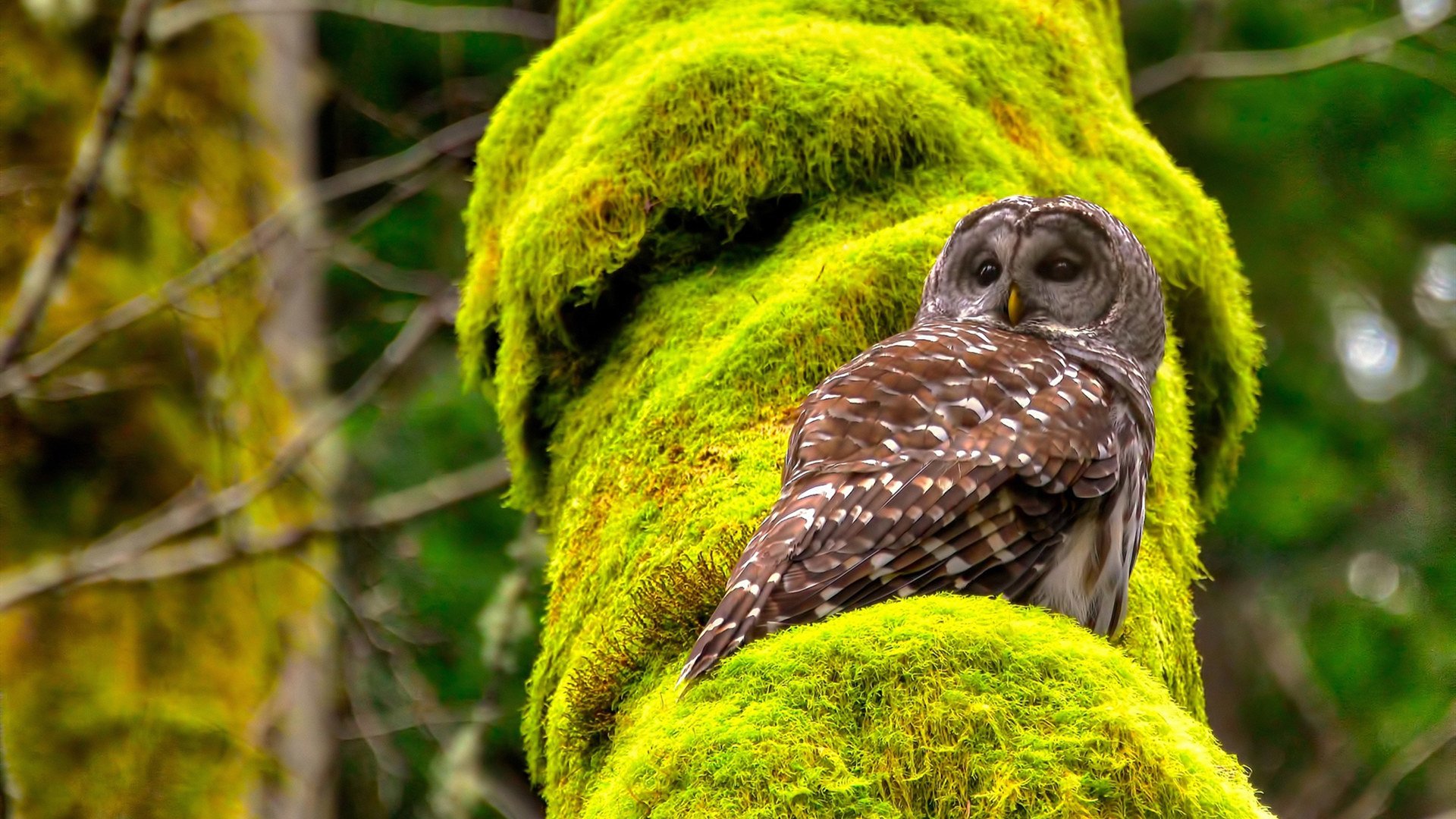 圣城的银色诗篇,被布伦森改写了终章