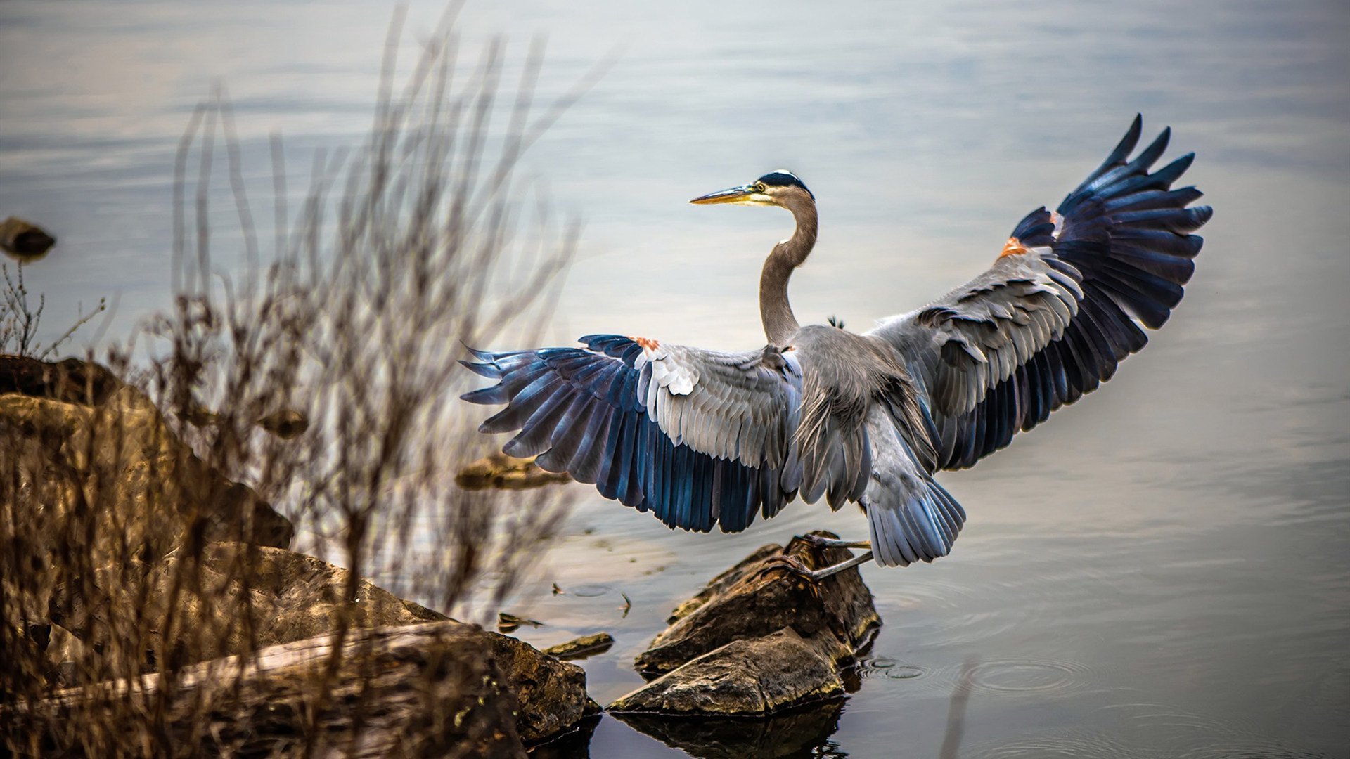 双料关键先生武切维奇,广东终结新疆连胜的X因素