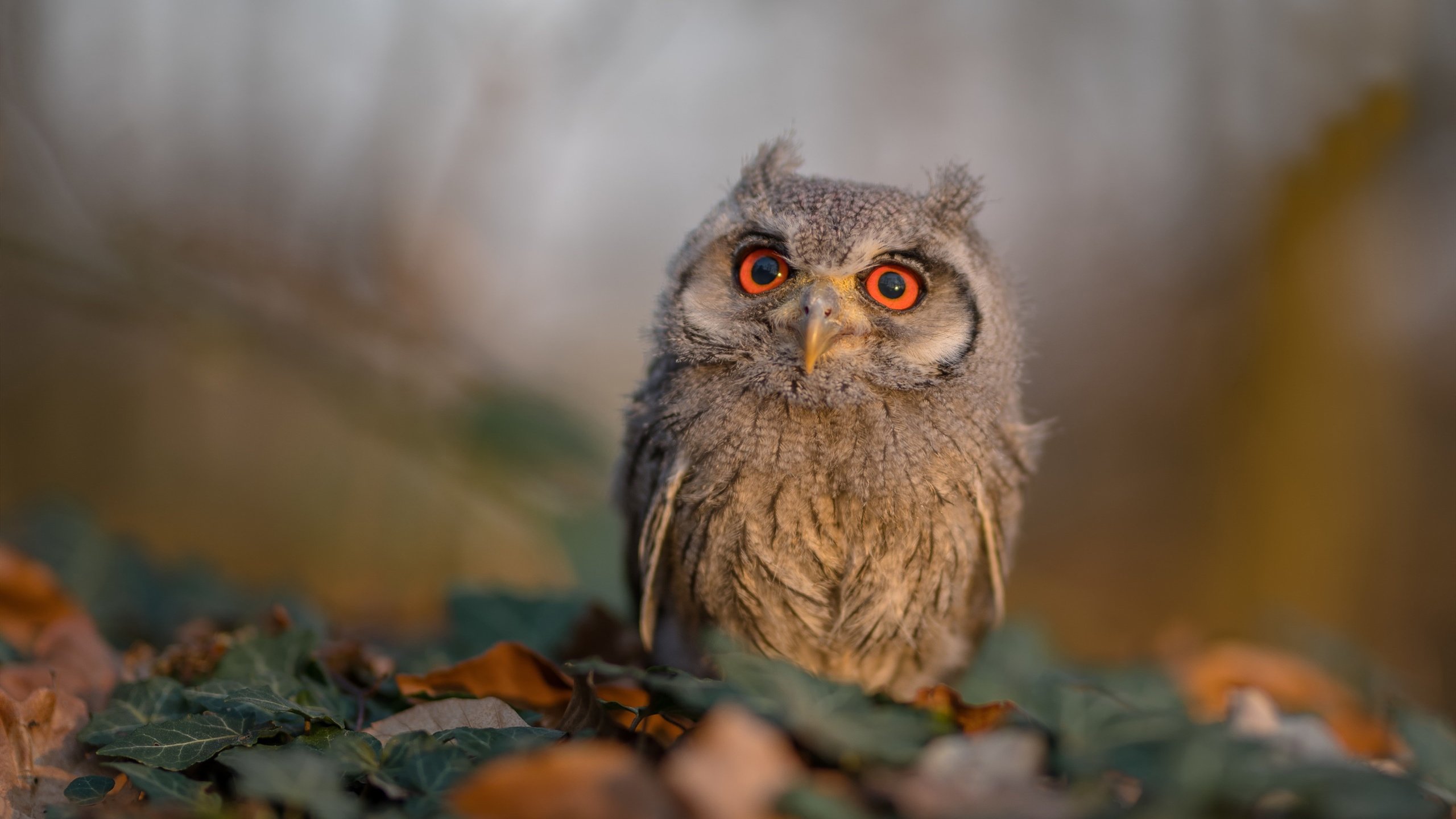 亚洲之光刺破夜空,读秒绝杀!伊朗最后时刻奇迹逆转尼斯,铸就年度焦点之战