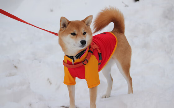 锡安化身轰炸机！山西强压广厦，他一人就凿穿了整条防线