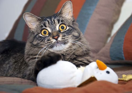 塔图姆年度封神一战!凯尔特人焦点对决力克热火,新王当立