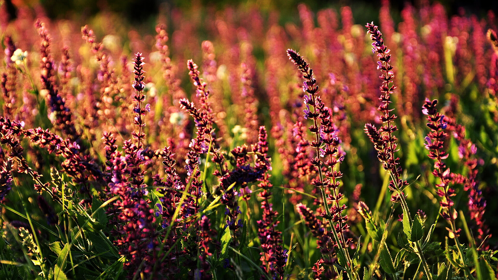 新王当立，霍勒迪撕裂黄昏，独行侠正面击溃湖人王朝残影