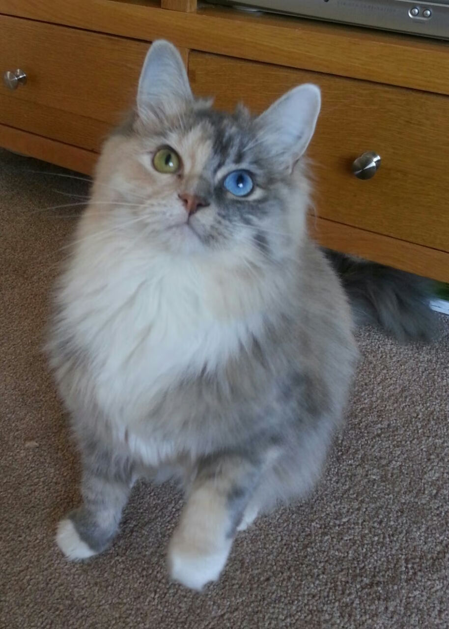 绿茵灵感？当利拉德在NBA上演意甲焦点战