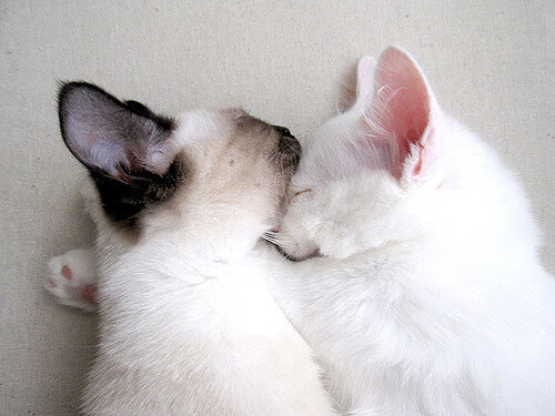 戈麦斯，用火力改写历史的关键先生