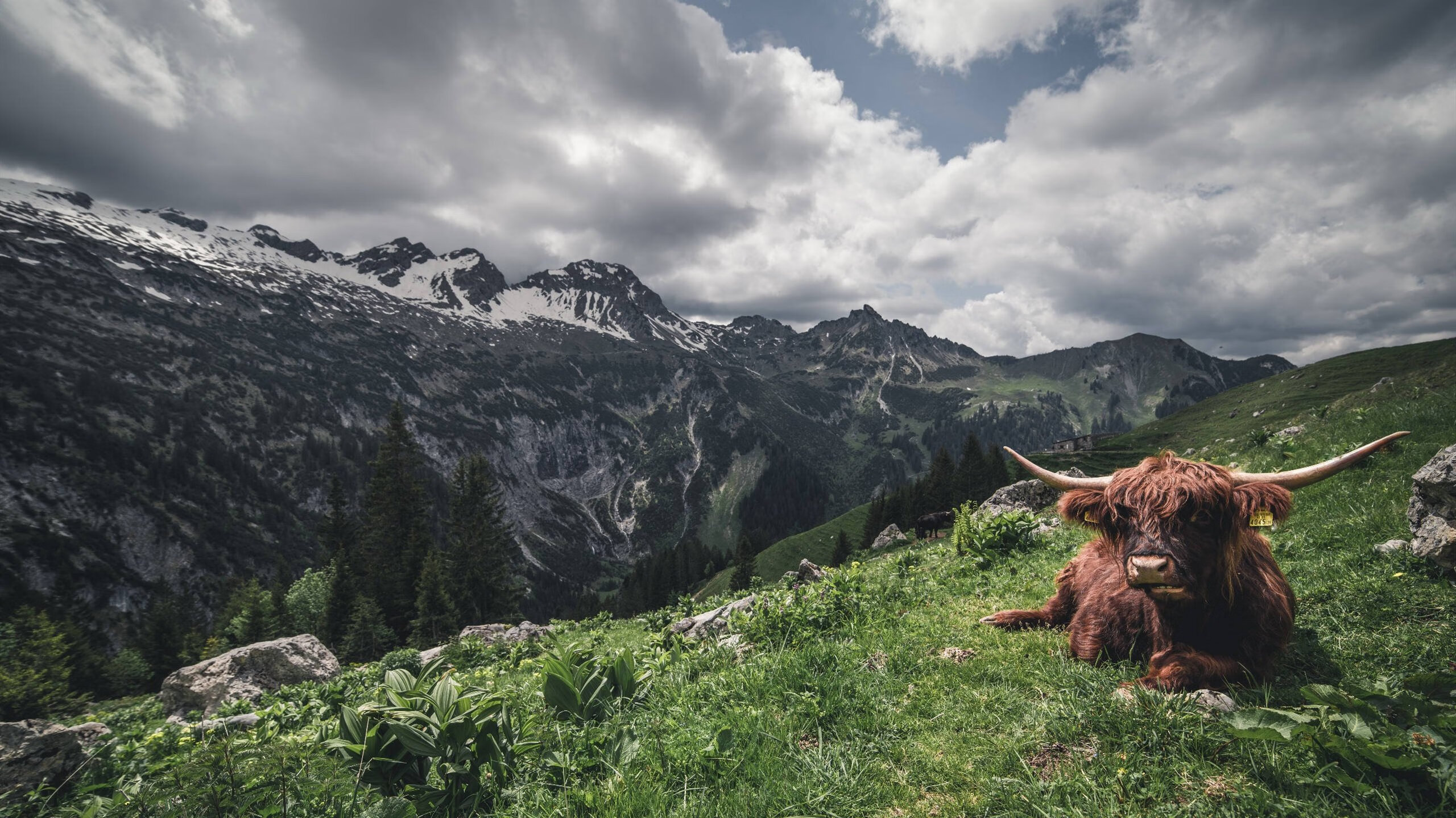 沙漠风暴逆袭高原雄鹰，2026世界杯沙特惊天逆转玻利维亚