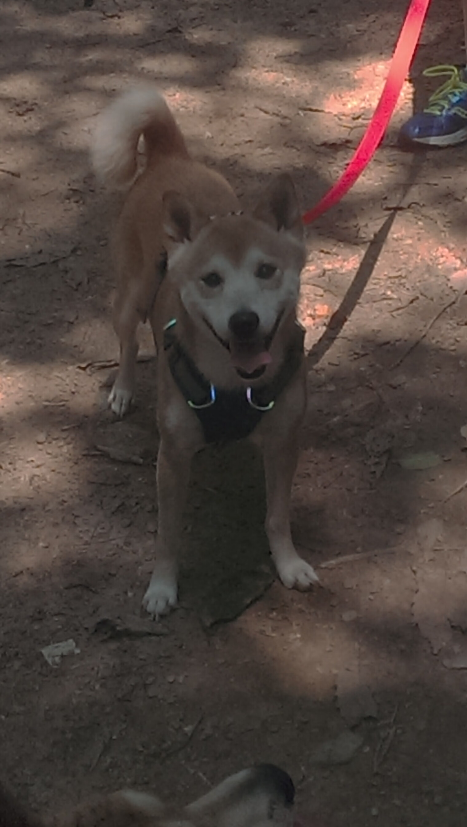 跨界风暴,欧冠篮球邀请赛半决赛,山西队终场绝杀魔术