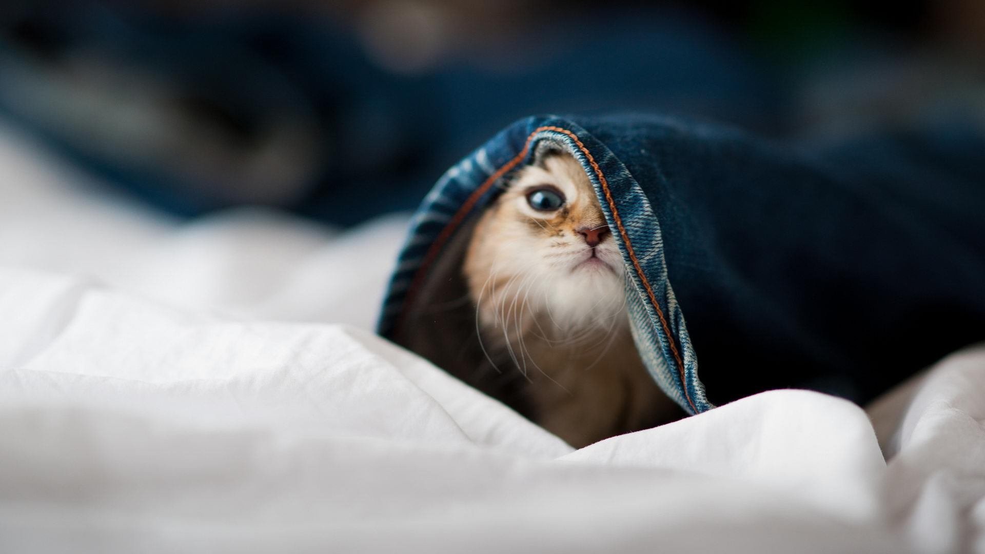 西决生死战之夜，那个37岁的囚徒，和他亲手打碎的长夜