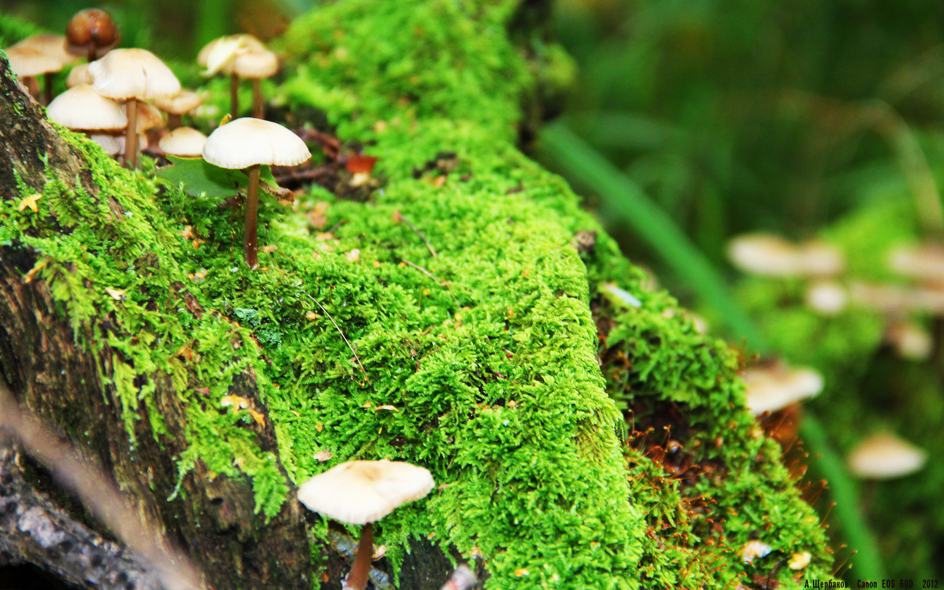 世界排名争夺战焦点战，突尼斯硬仗取胜，AC米兰元素下的国家荣耀