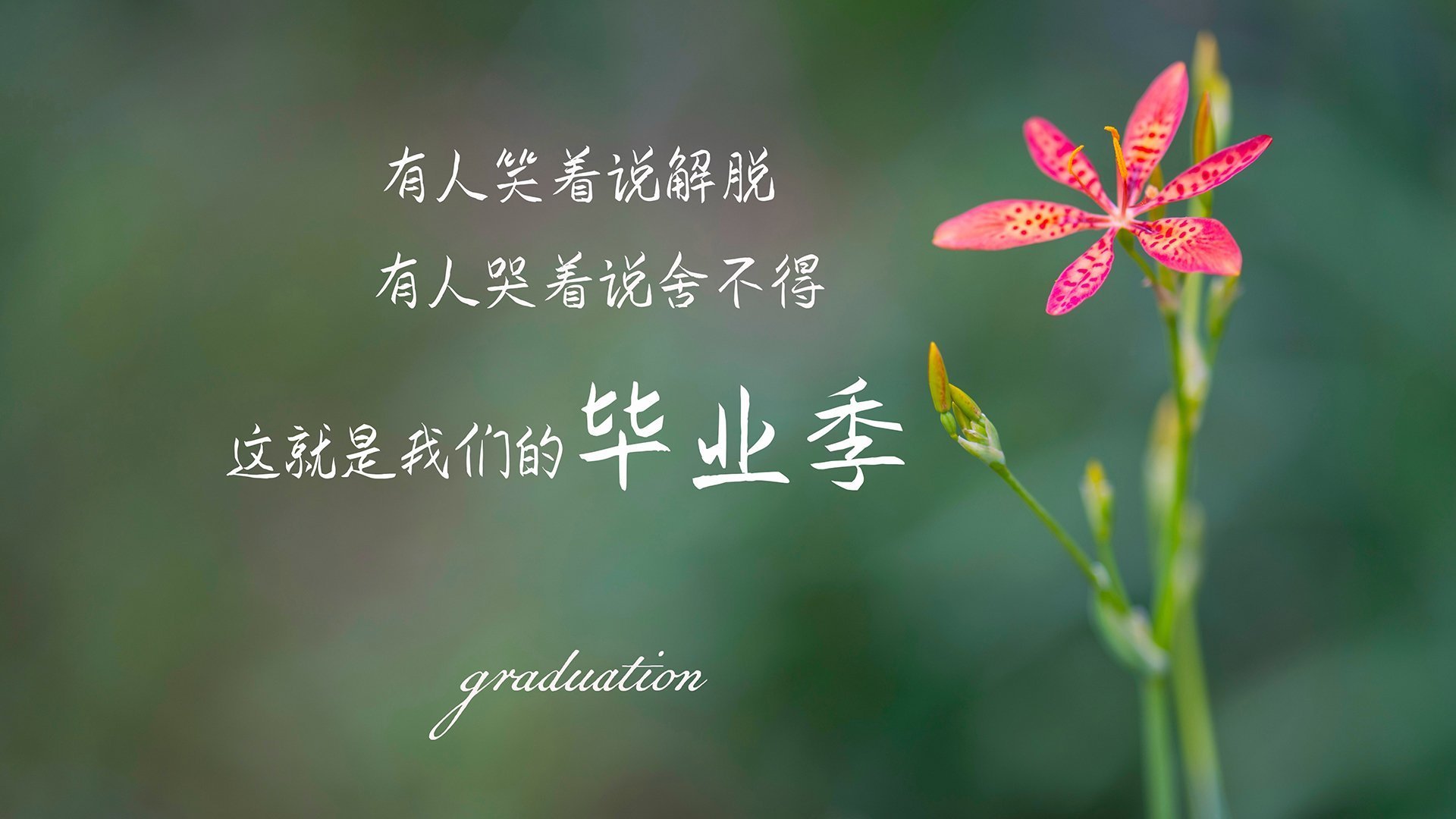 暗流与闪电，2026世界杯淘汰赛，厄瓜多尔以防守反击扼杀越南，托纳利一剑封喉