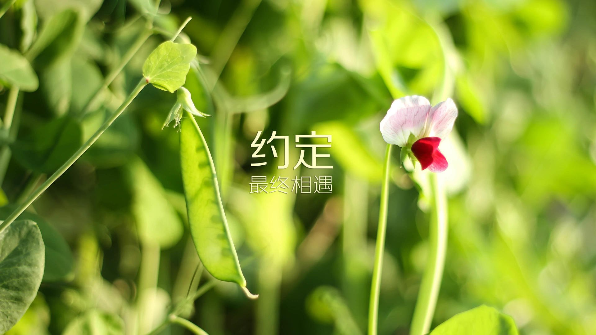 德意志战车折戟多瑙河，莱万压哨绝杀，匈牙利书写2026世界杯C组史诗逆转