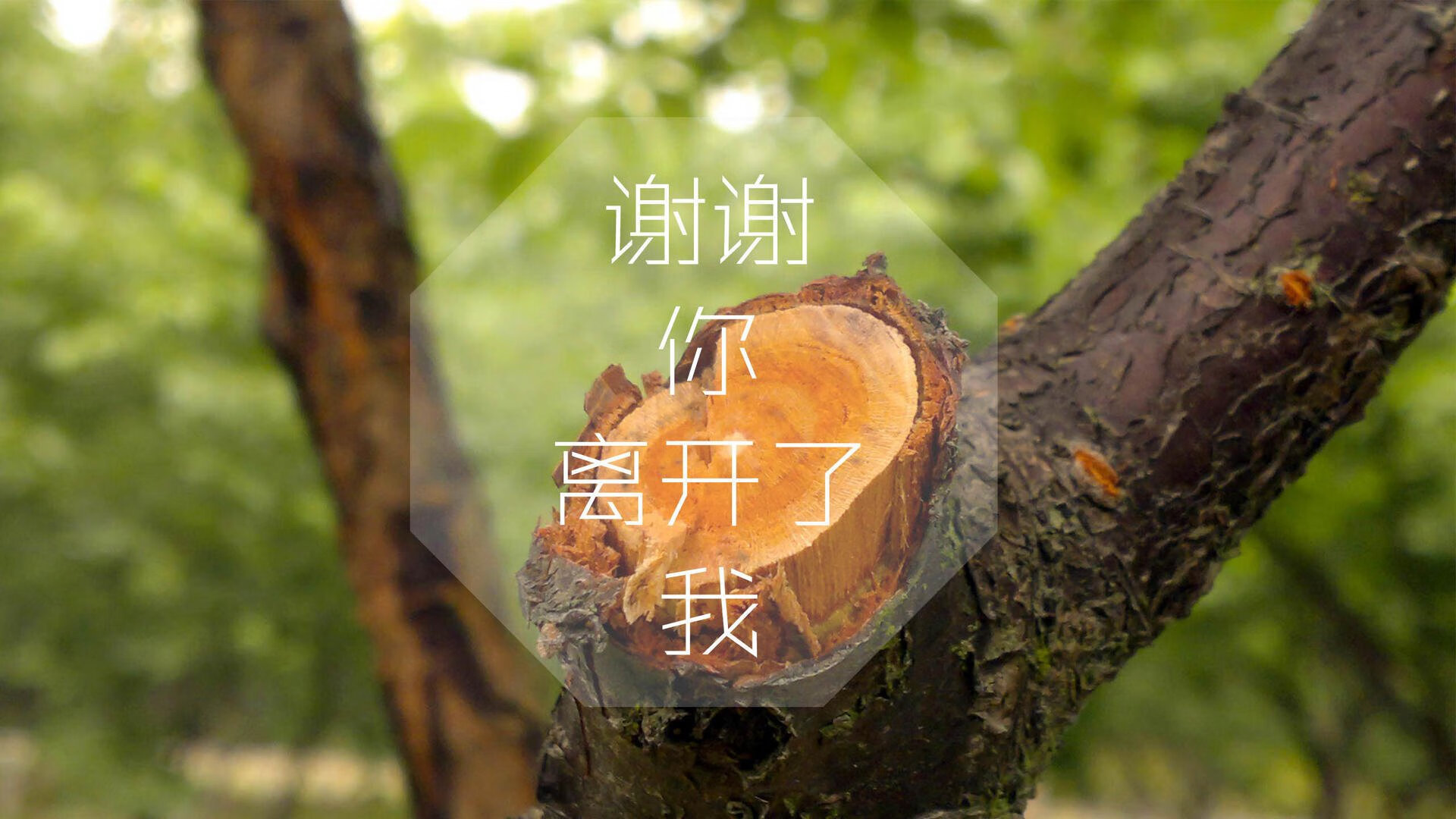 撕裂雨林，当安第斯雄鹰在世界杯的狂想曲中，啄穿非洲雄狮的铠甲
